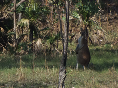 Osphranter antilopinus