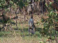 Osphranter antilopinus