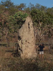 Nasutitermes triodiae