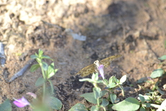 Dicliptera minor minor