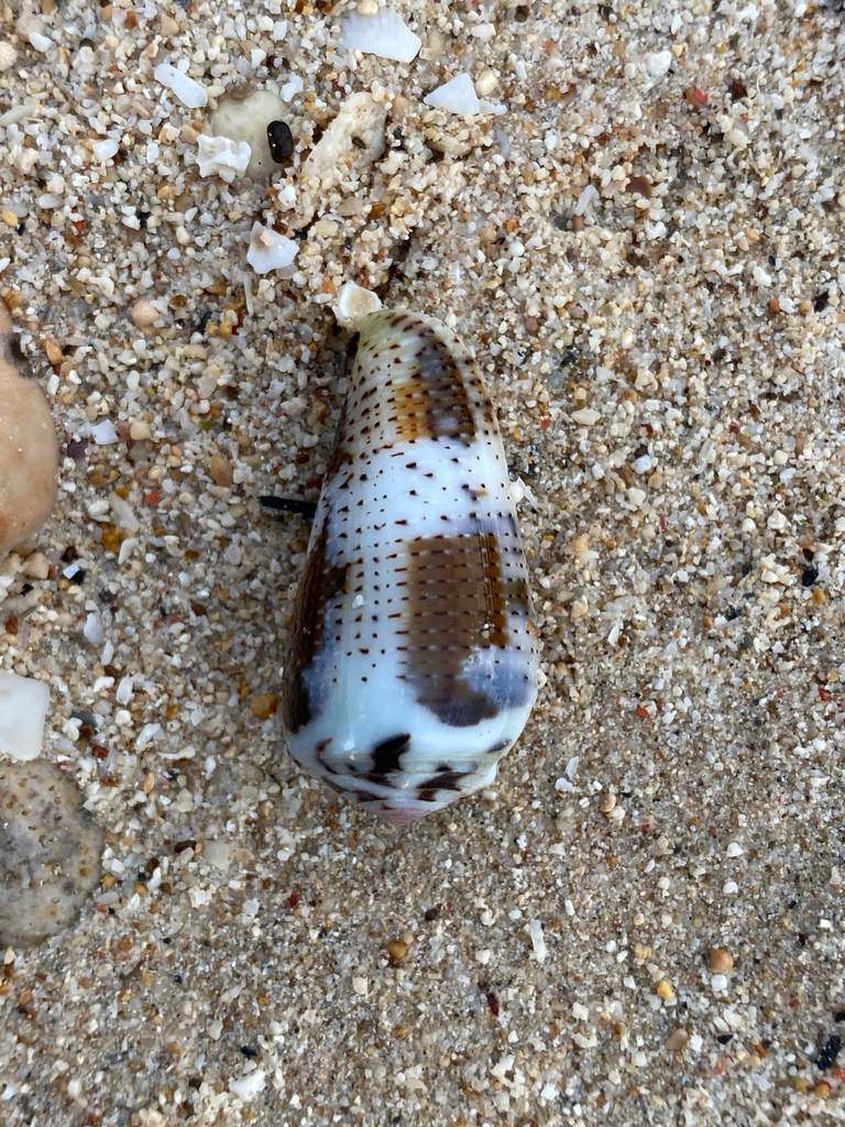Photo of Magician Cone (Conus magus)
