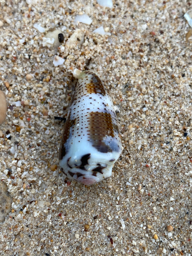 Photo of Magician Cone (Conus magus)