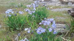 Iris hookeri