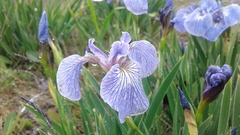 Iris hookeri