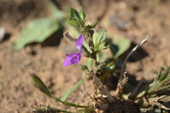 Dicliptera minor minor