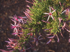 Calytrix exstipulata