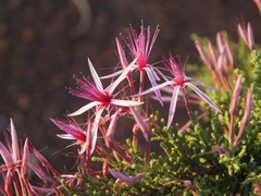 Calytrix exstipulata