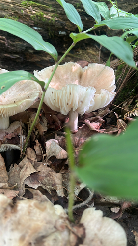 Eastern American Platterful Mushroom
