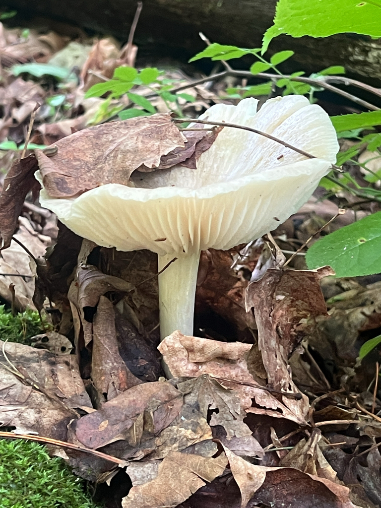 Eastern American Platterful Mushroom