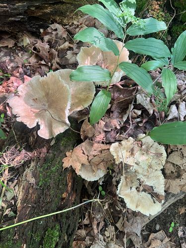 Eastern American Platterful Mushroom