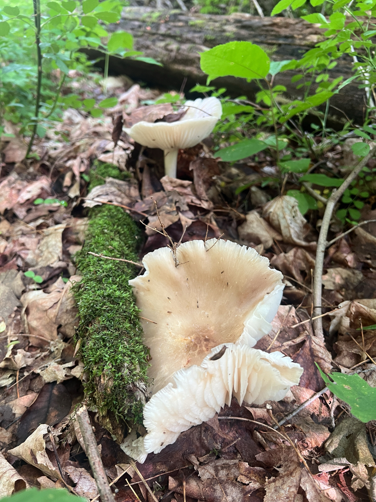 Eastern American Platterful Mushroom