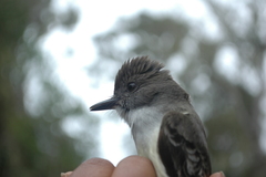 Myiarchus stolidus