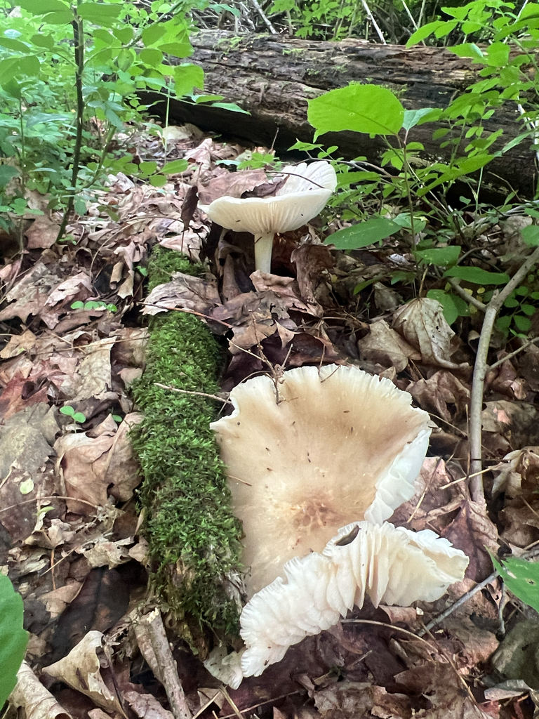 Eastern American Platterful Mushroom