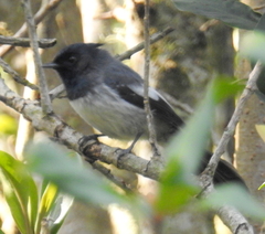 Trochocercus cyanomelas cyanomelas