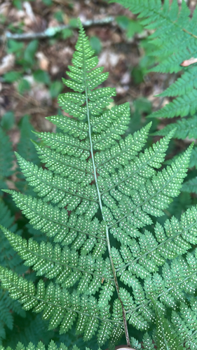 intermediate wood fern