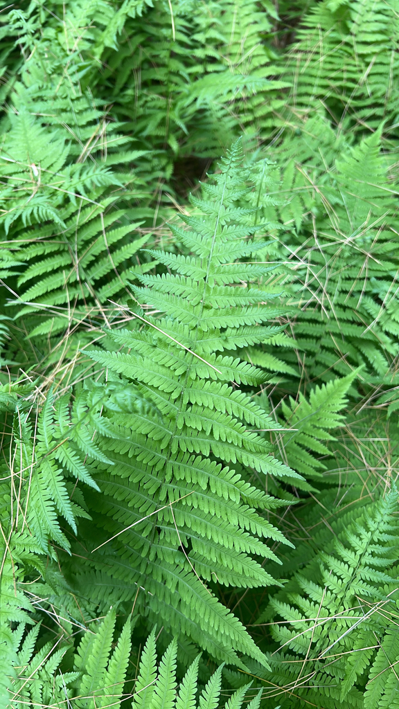 New York fern