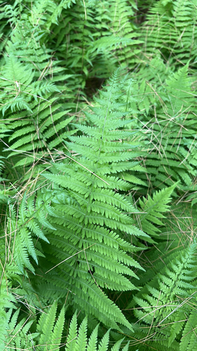 New York fern