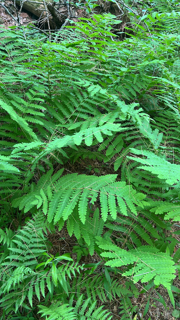 interrupted fern