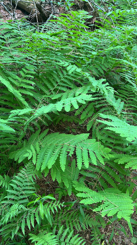 interrupted fern