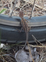 Diporiphora
