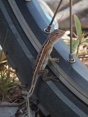 Diporiphora