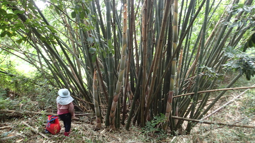 sweet bamboo (Dendrocalamus latiflorus)