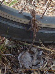 Diporiphora