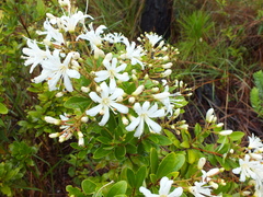 Bejaria aestuans