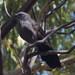 Northern Apostlebird - Photo (c) Matthieu Gauvain, some rights reserved (CC BY-NC), uploaded by Matthieu Gauvain