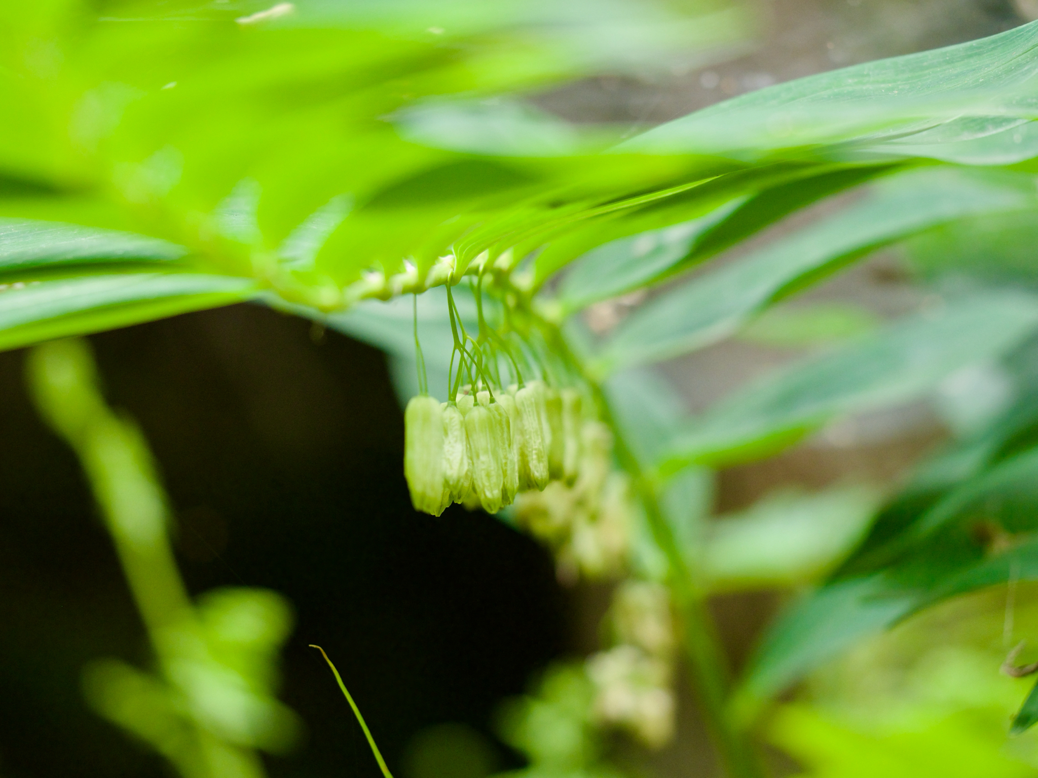 Moniliform-Rhizome Solomon’s Seal (Polygonatum falcatum)