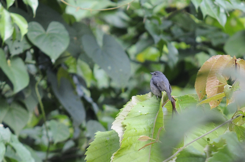 iNaturalist image