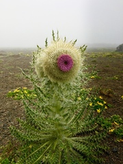 Cirsium nivale