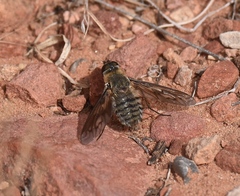 Poecilanthrax californicus