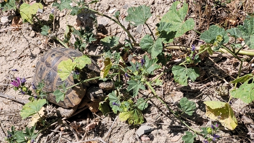 Nabeul Tortoise