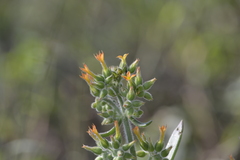 Kalanchoe lanceolata