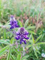 Lupinus aschenbornii