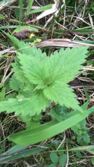 Urtica dioica