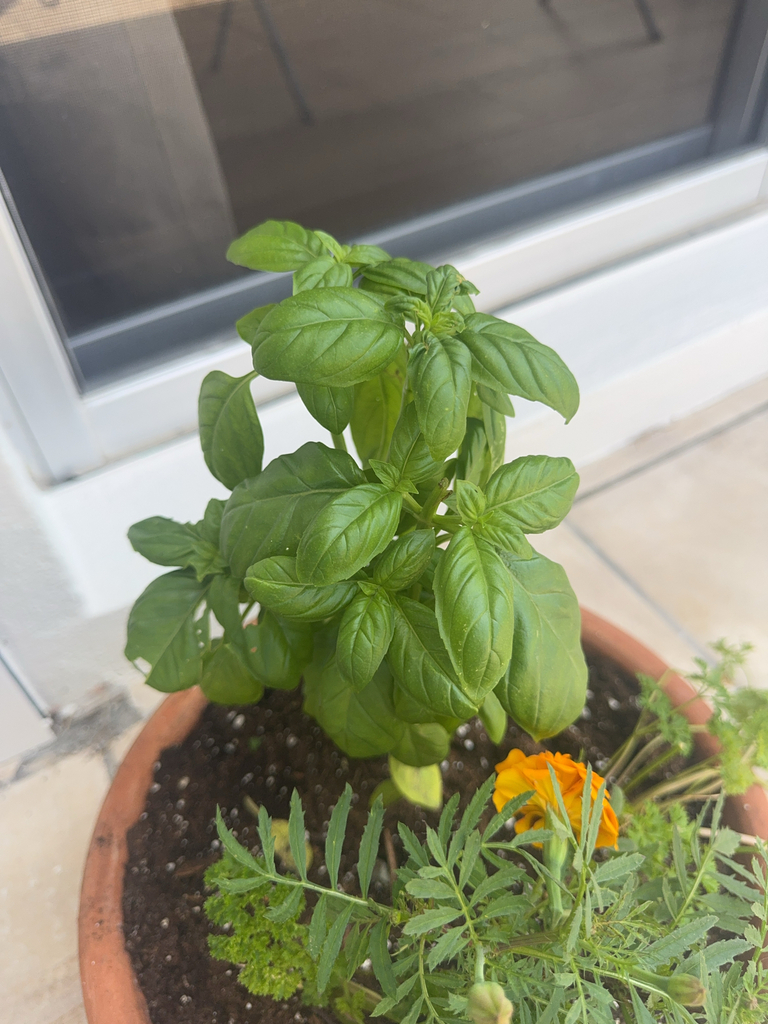 Ocimum basilicum
