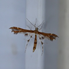Geina tenuidactylus