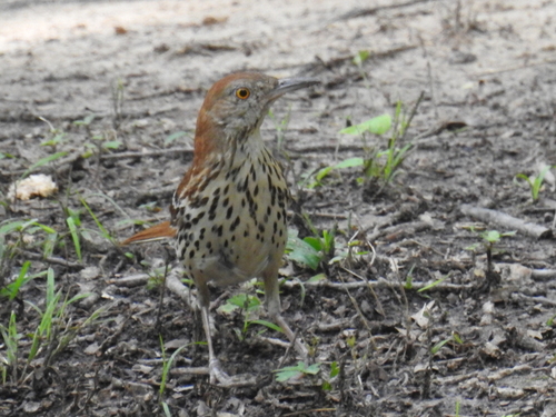Brown Thrasher