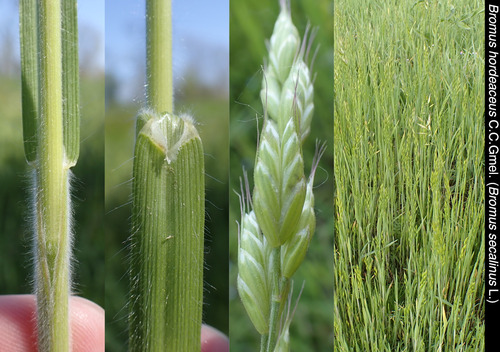 Bromus hordeaceus