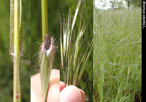 Bromus sterilis