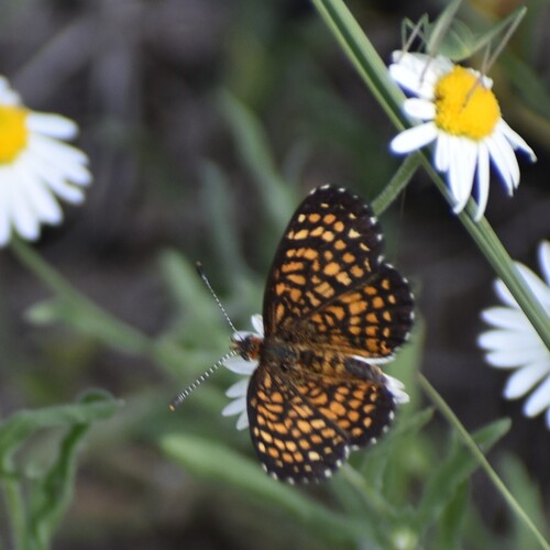 Elada Checkerspot photo 6