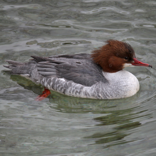 Serreta grande (Mergus merganser)