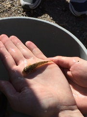 Cottus beldingii