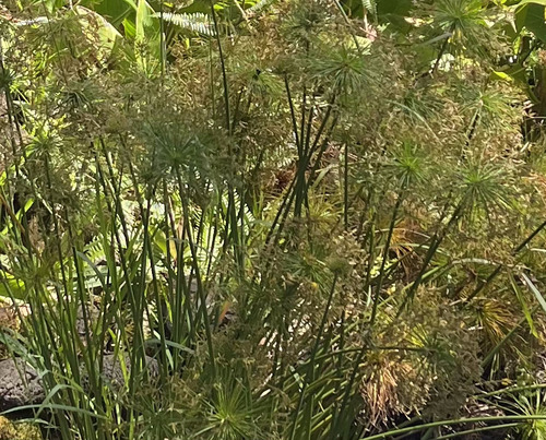 Cyperus prolifer observed 2022-07-30