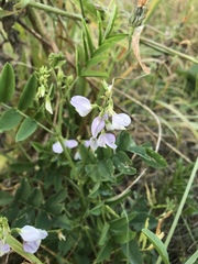 Galega officinalis