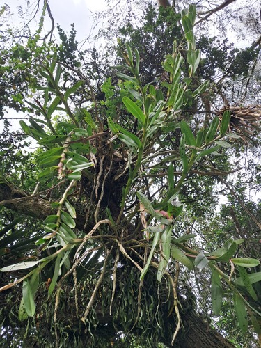 Epidendrum excisum, photograph 3