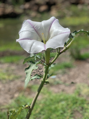 Datura ceratocaula