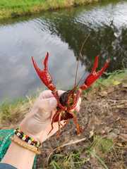 Procambarus clarkii